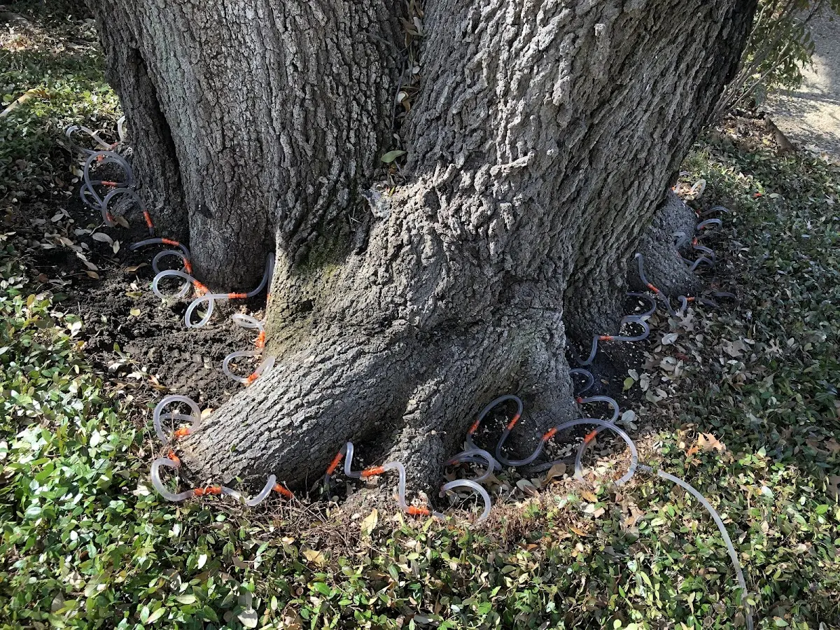 Detailed Tree Cabling and Bracing job site in Fredericktown